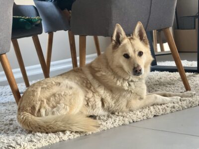 Zaginął Piesek Łoli ‼️ 78-400 Szczecinek