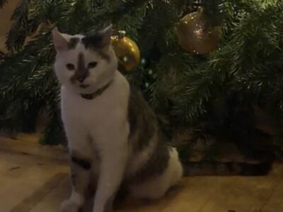 Zaginęła Kotka Gosia