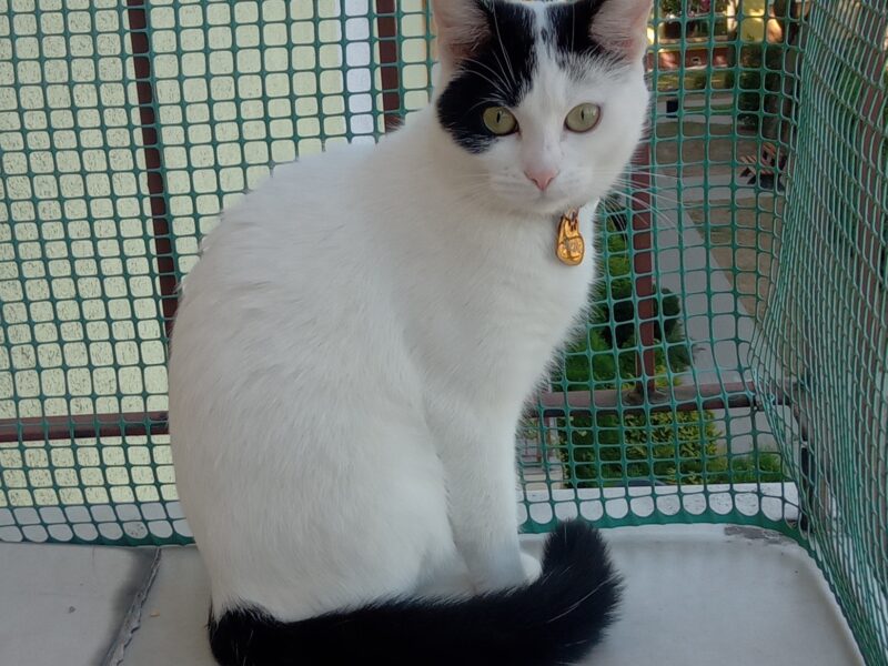 Zaginęła kotka Śnieżka