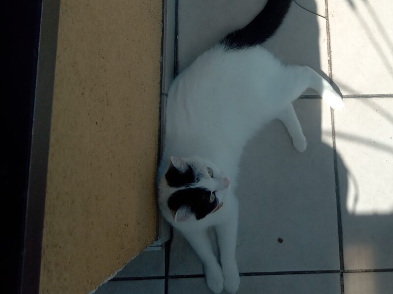 Zaginęła kotka Śnieżka