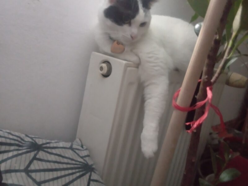 Zaginęła kotka Śnieżka