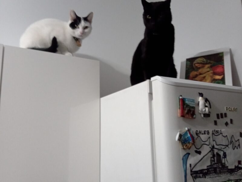 Zaginęła kotka Śnieżka