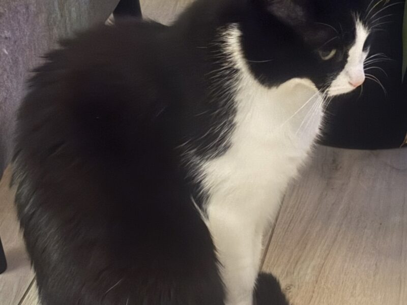 Zaginął kocurek Marcinek