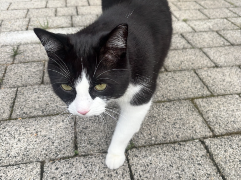 Zaginął kocurek Marcinek