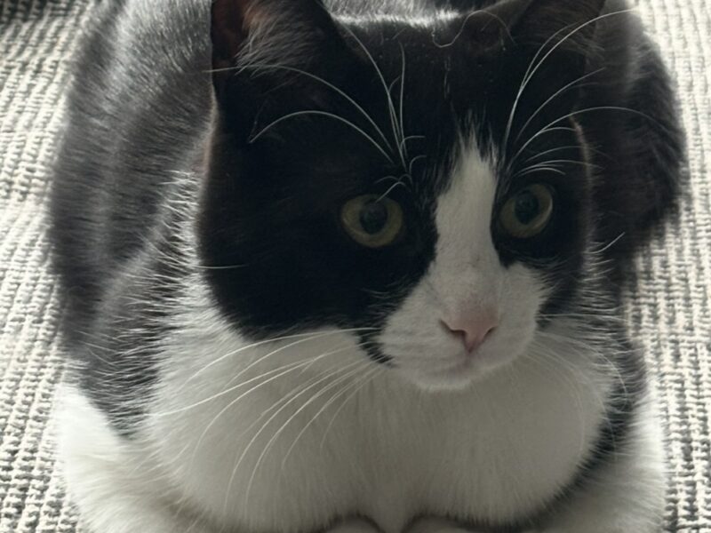 Zaginął kocurek Marcinek