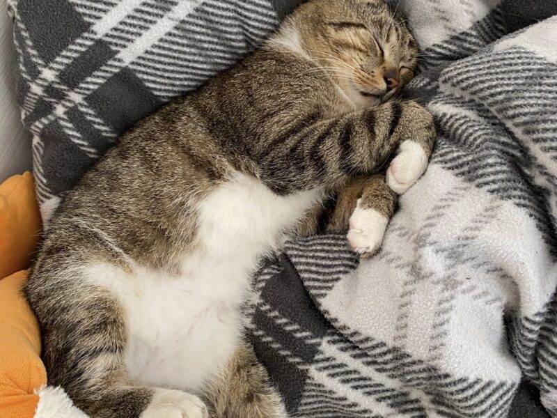 Zaginął kocurek Elliot