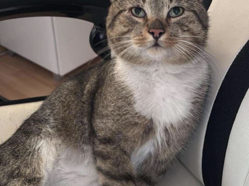 Zaginął kocurek Elliot