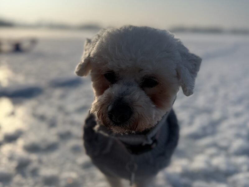 Zaginął piesek Bichon Frise (Wawer Warszawa)