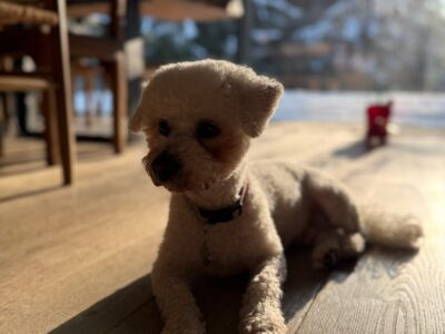 Zaginął piesek Bichon Frise (Wawer Warszawa)