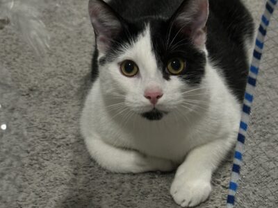 Zaginął kotek Baks