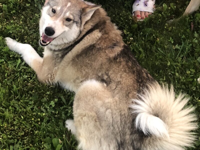 Zaginęła Suczka Sonia