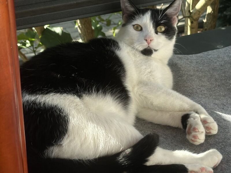 Zaginął kotek Baks