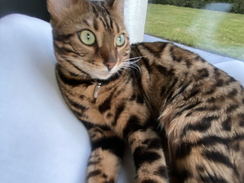 Zaginęła Kotka Bengalka