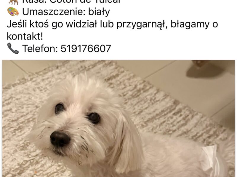 Zaginął nasz ukochany przyjaciel OGI