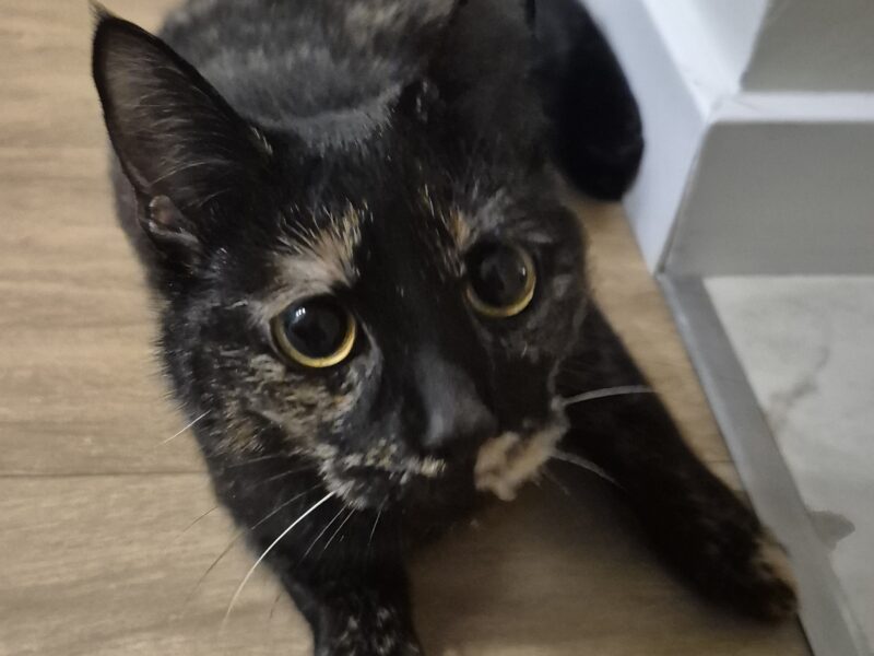 Zaginęła kotka Bolszewo