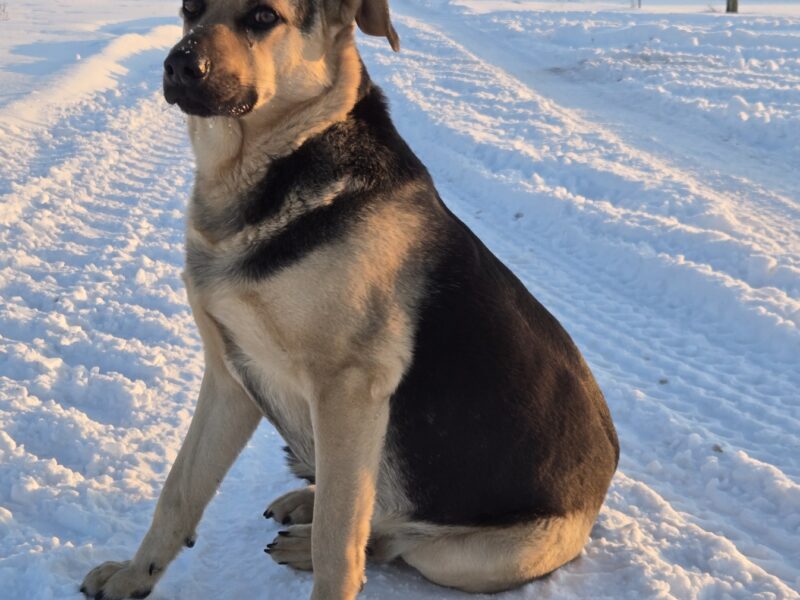 Zaginął nasz ukochany PIES Max