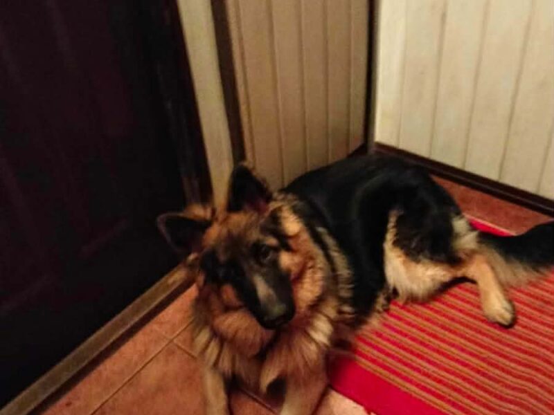 Zaginęła Zera owczarek