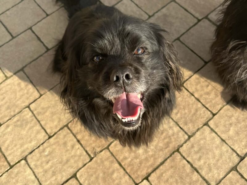 Zaginął pies Czoko