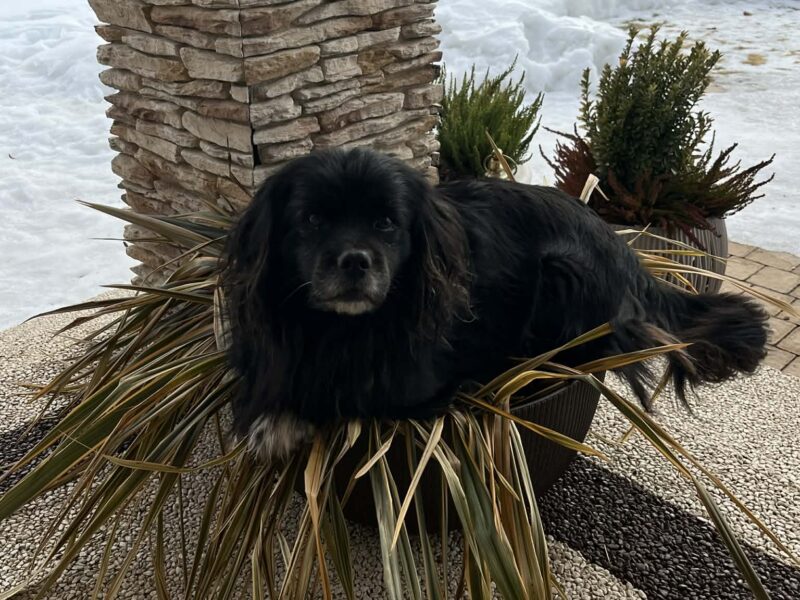 Zaginął pies Czoko