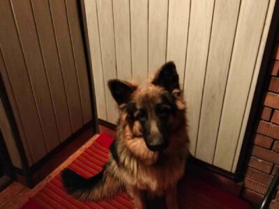 Zaginęła Zera owczarek