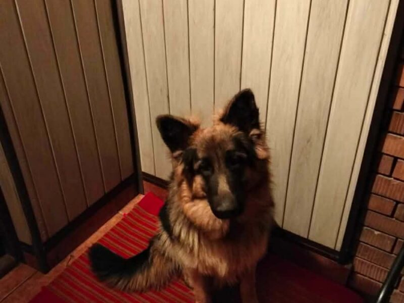 Zaginęła Zera owczarek