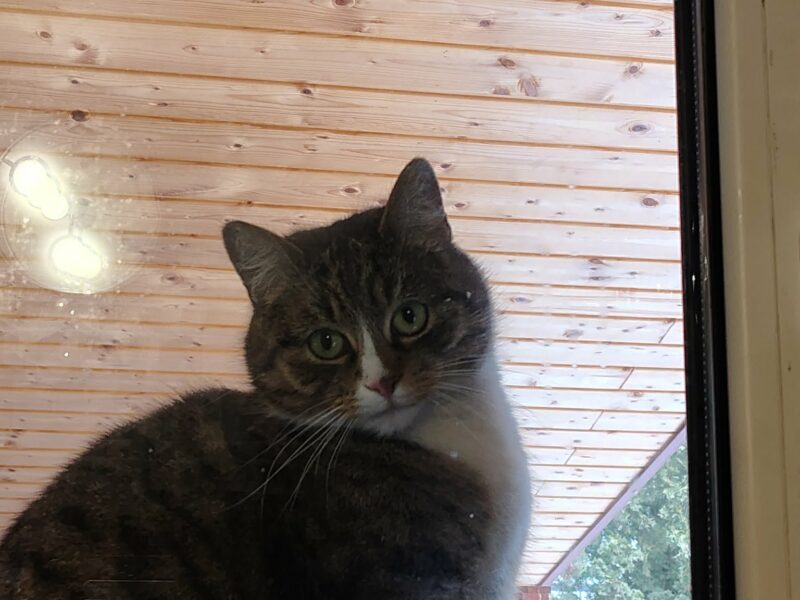 ZAGINĘŁA KOTKA DANGO