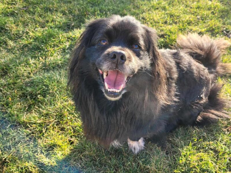 Zaginął pies Czoko