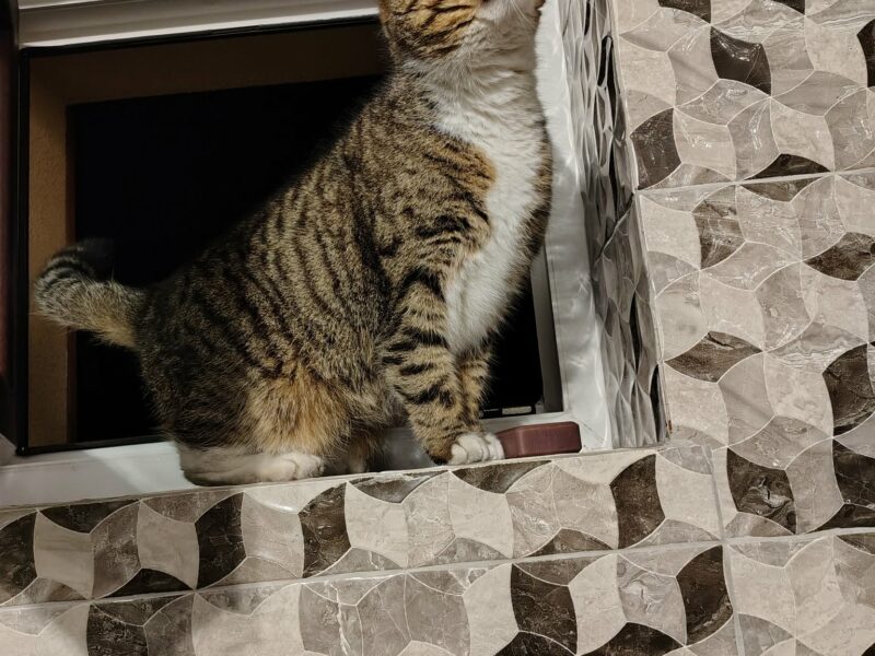 ZAGINĘŁA KOTKA DANGO