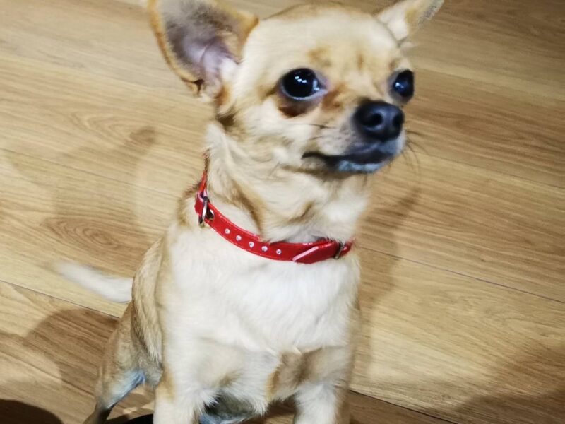 Zaginęła mała chihuahua Mimi