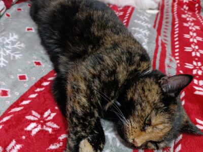 Zaginęła kotka Kejti !