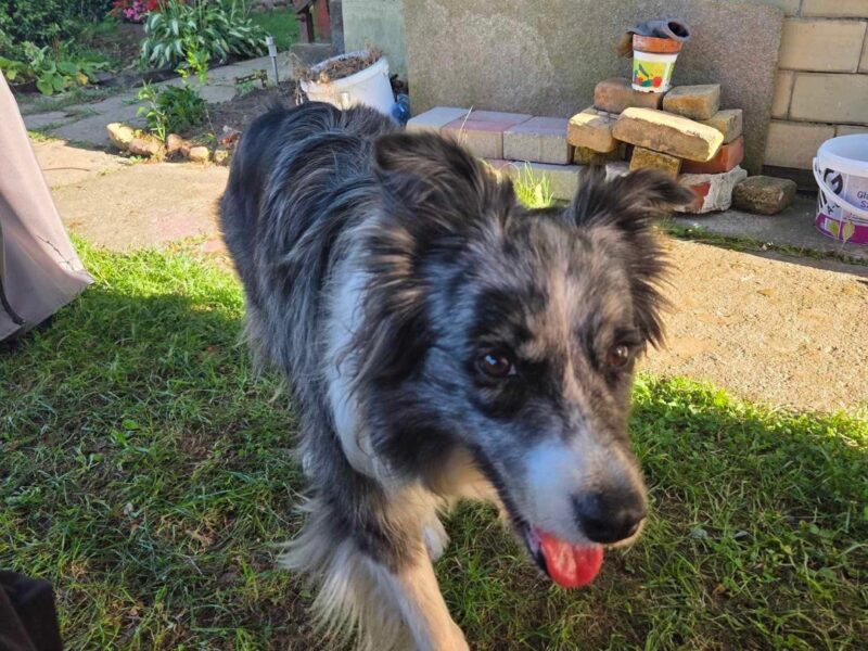 Zaginął Border Collie