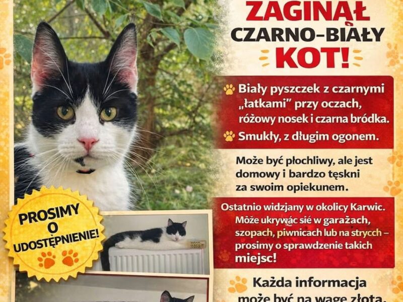 Amator podróży Kochany Recydywista