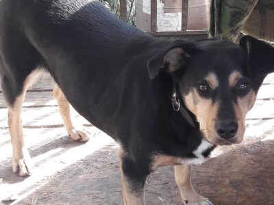 Zaginął piesek Lotos