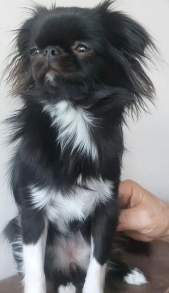 Zaginęła suczka Lily