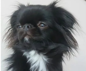 Zaginęła suczka Lily