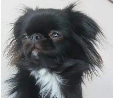 Zaginęła suczka Lily