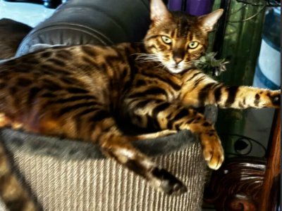 Szukamy kota rasy Bengalski