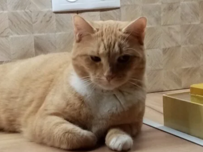 Zaginęła kotka Mela