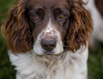 Zaginął pies Basior