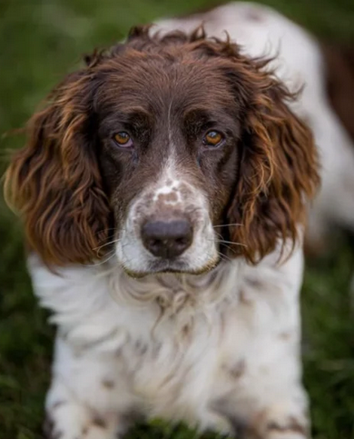 Zaginął pies Basior