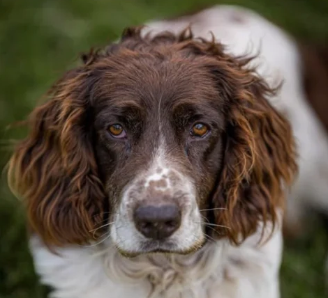 Zaginął pies Basior