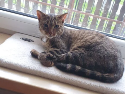 Zaginęła kotka Frania Leszczyny, Przegędza