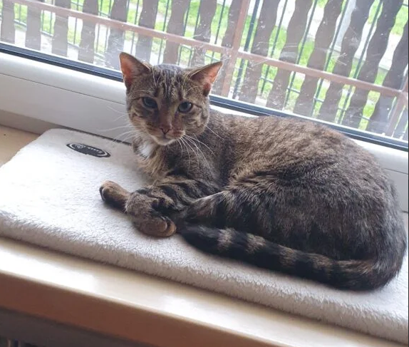 Zaginęła kotka Frania Leszczyny, Przegędza