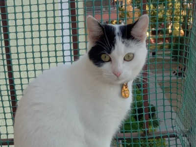 Zaginęła kotka Śnieżka