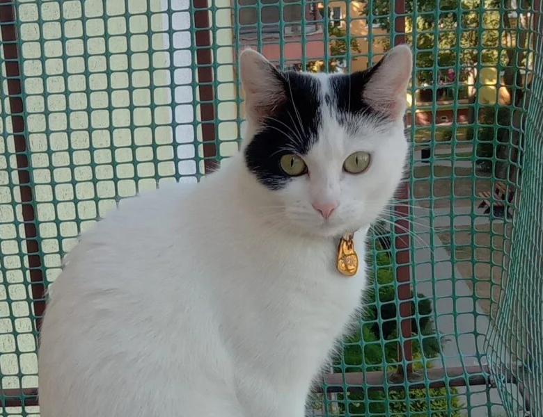 Zaginęła kotka Śnieżka