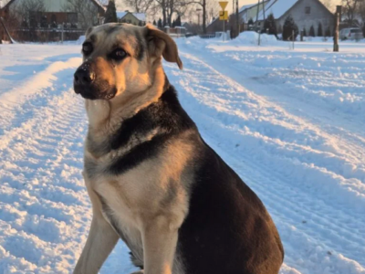 Zaginął nasz ukochany PIES Max