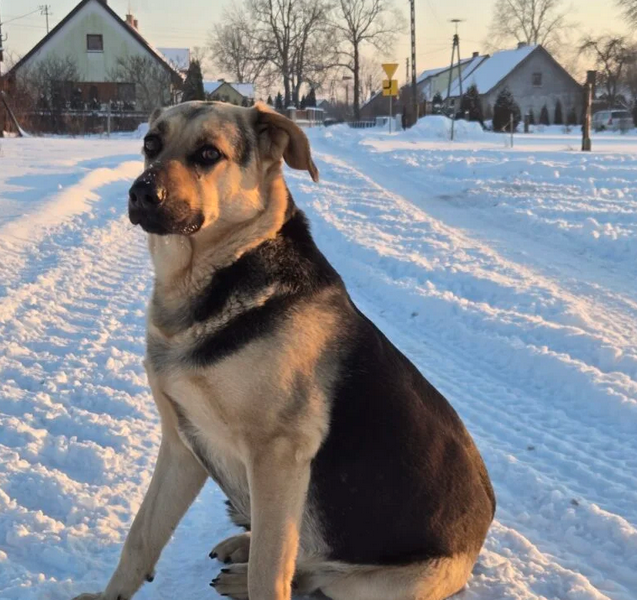 Zaginął nasz ukochany PIES Max