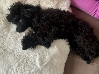 Zaginął szczeniak Pudel Toy Valentino