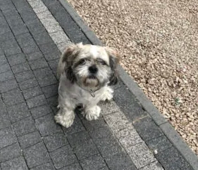 Zaginął piesek Shih tzu