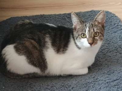 Zaginęła moja ukochana kotusia